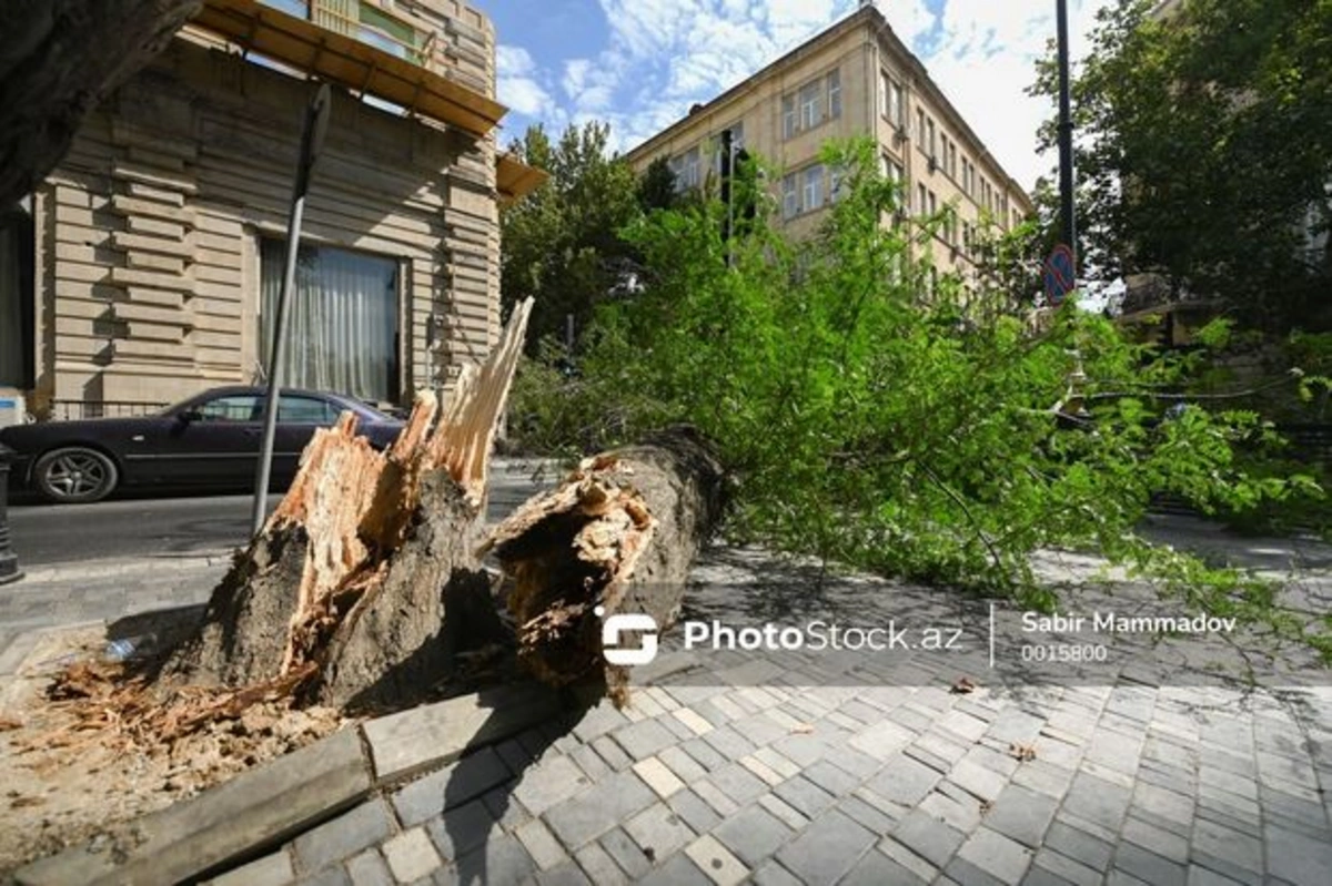 Güclü külək paytaxtda daha 13 ağacı aşırdı - YENİLƏNİB + FOTO/VİDEO